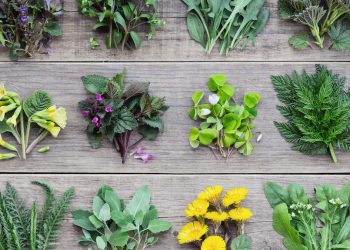 The Rising Attention to Wild Ingredients: Exploring Their Culinary, Nutritional, and Ecological Value