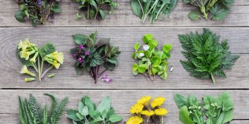 The Rising Attention to Wild Ingredients: Exploring Their Culinary, Nutritional, and Ecological Value