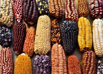 The Corn Culture of Mexico