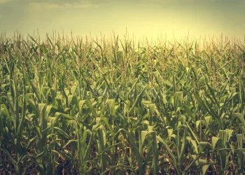 Corn in Mexico: More Than Food – A Pillar of Culture, Religion, and History