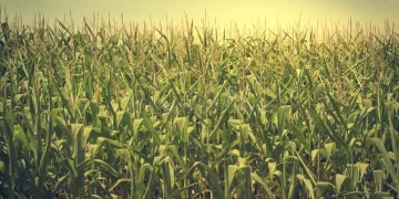 Corn in Mexico: More Than Food – A Pillar of Culture, Religion, and History